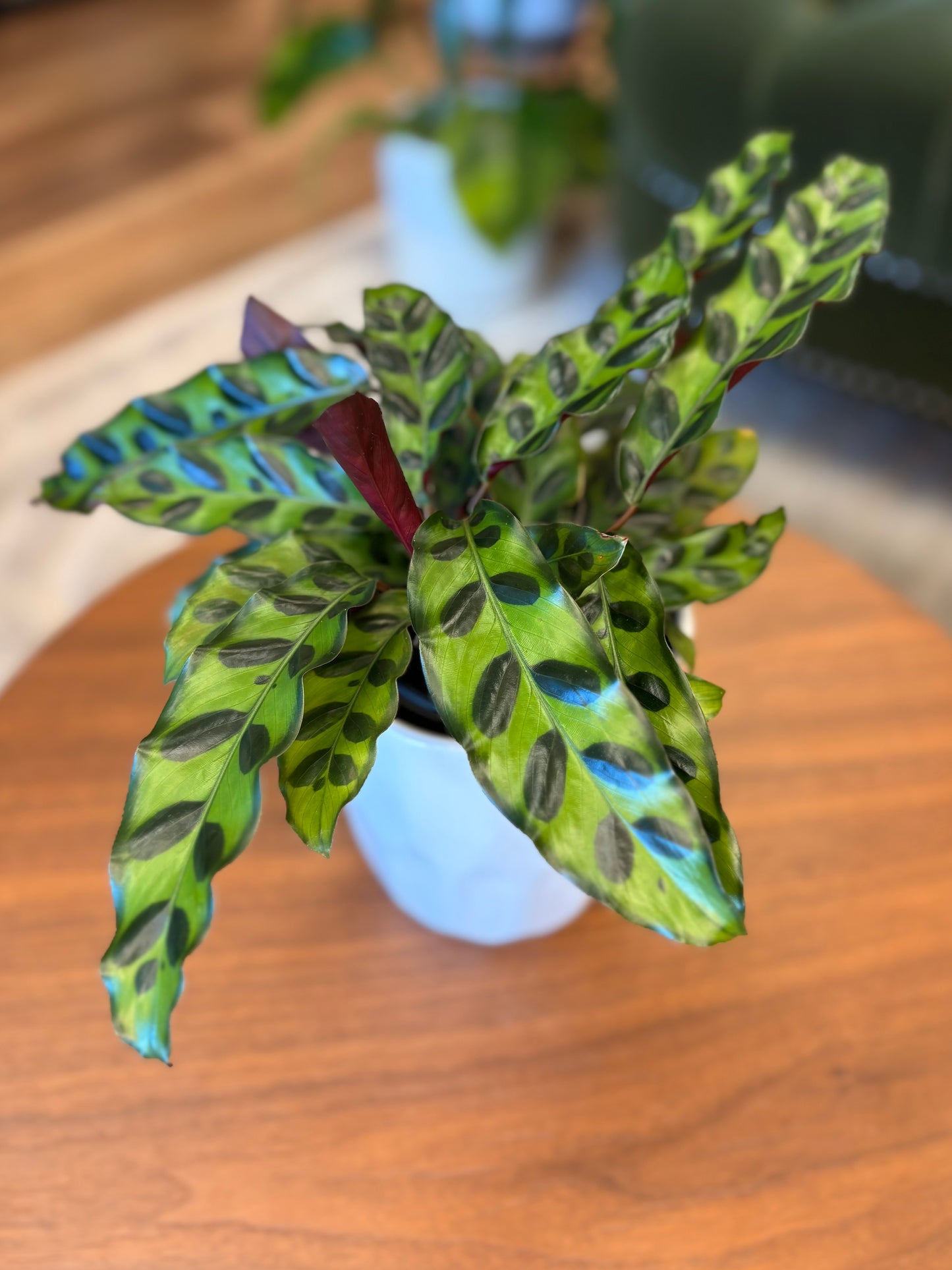 4” Calathea Lancifolia “Rattlesnake”