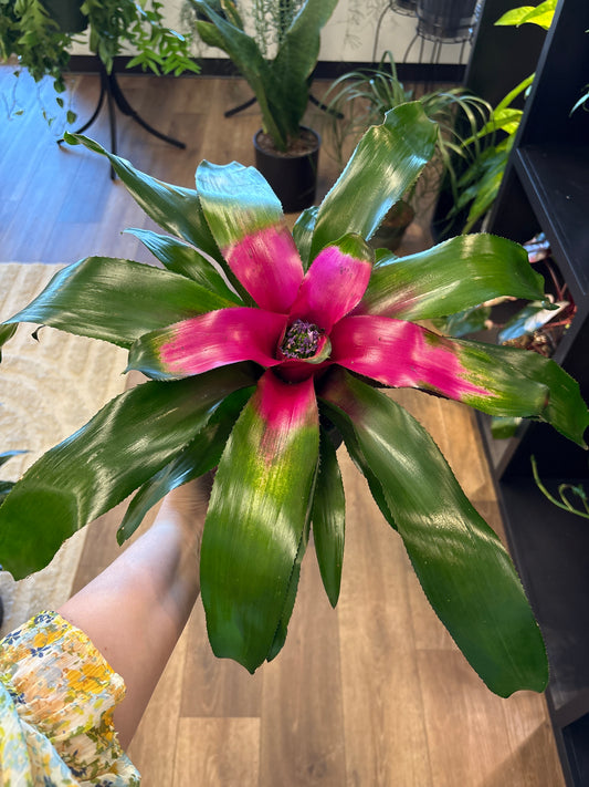 Neoregalia Bromiliad