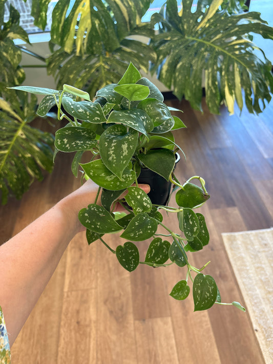 Scindapsus Pictus 4”