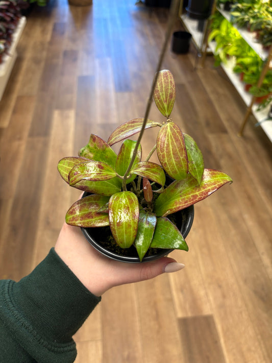 4” Hoya Merrilli small leaf