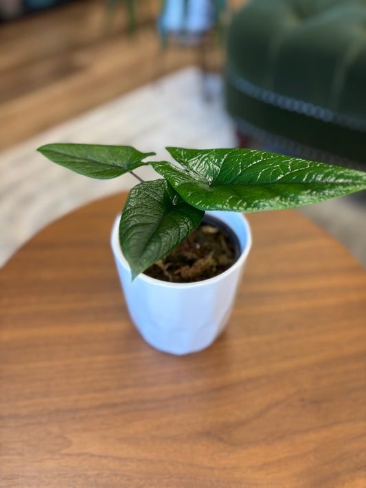 4” Alocasia Scalprum