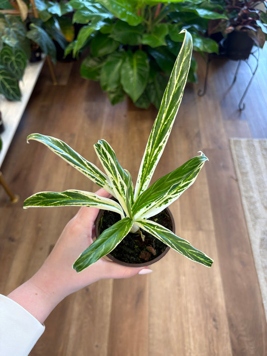 4” Aglaonema Bamboo
