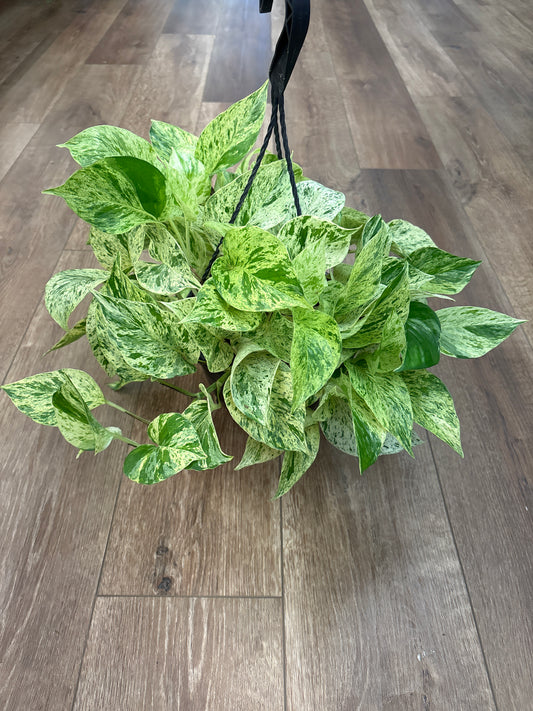 Pothos Snow Queen HB 8"