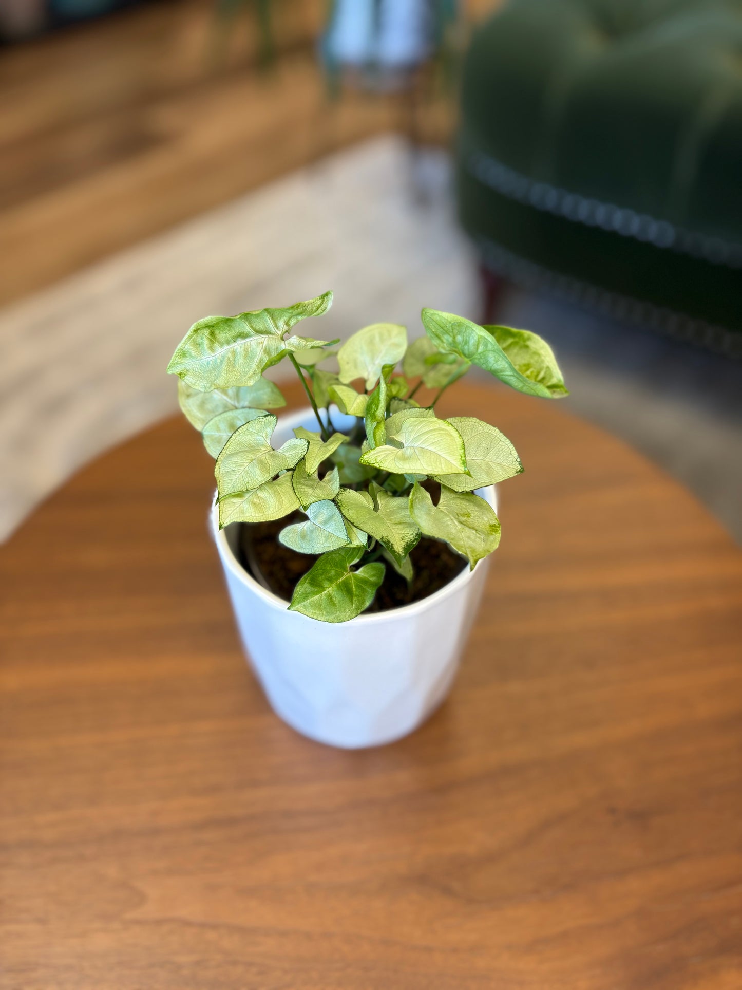 4” Syngonium White Butterfly