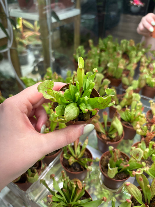 2” Sarracenia Puperea