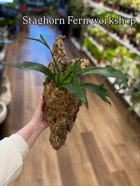 Staghorn Fern Mounting Workshop