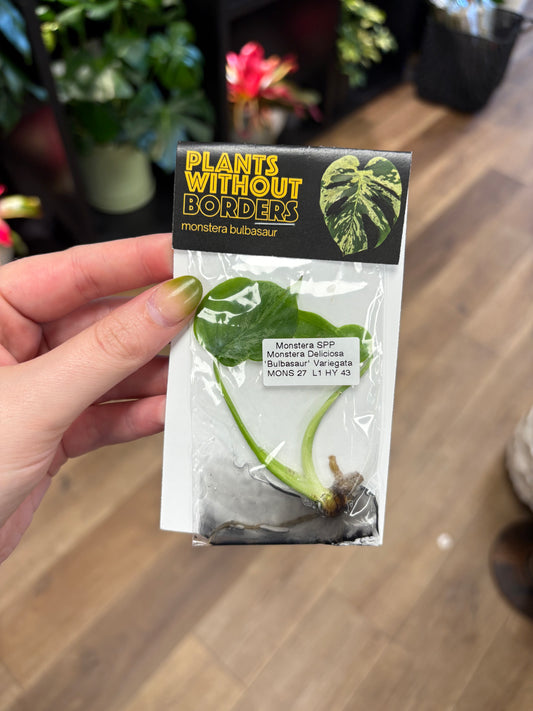 TC Monstera Bulbasaur