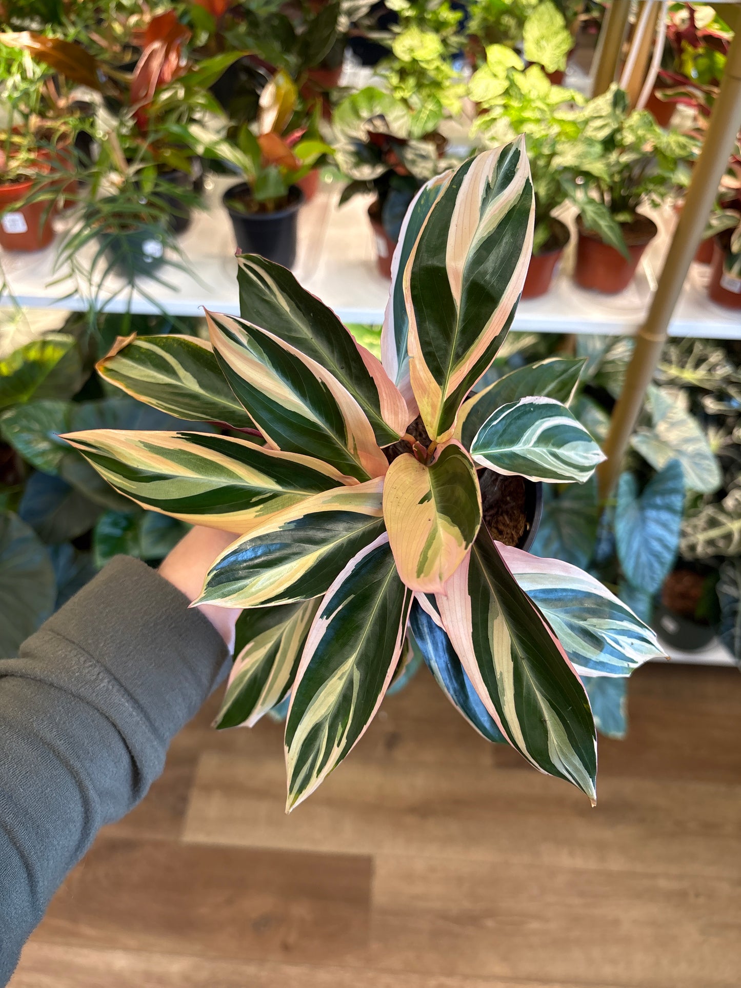 4” Stromanthe Triostar