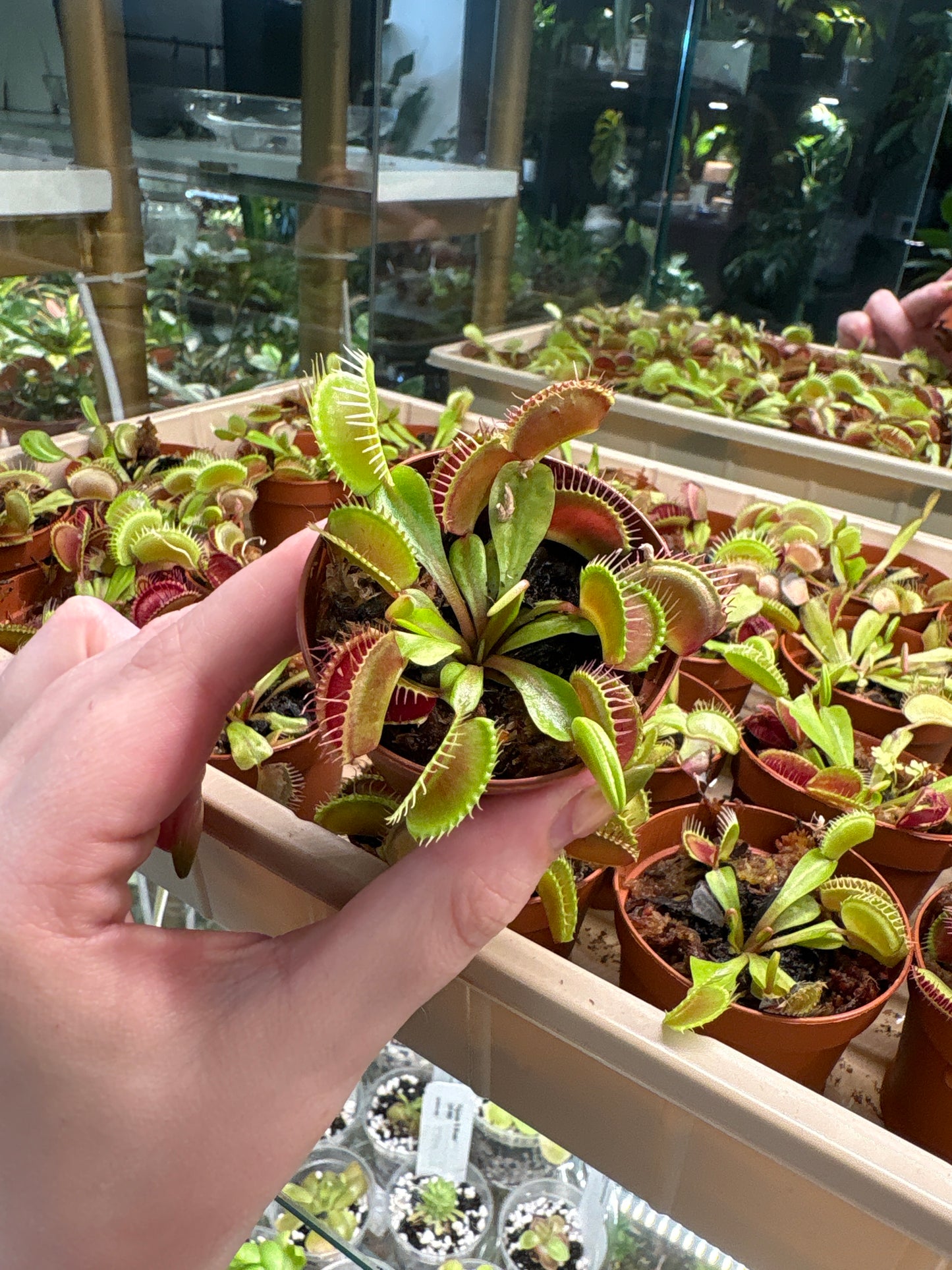 2” Venus fly trap