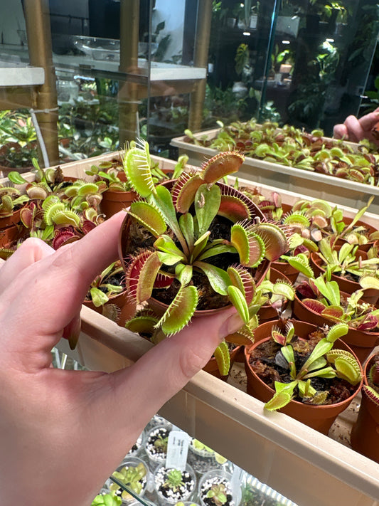 2” Venus fly trap