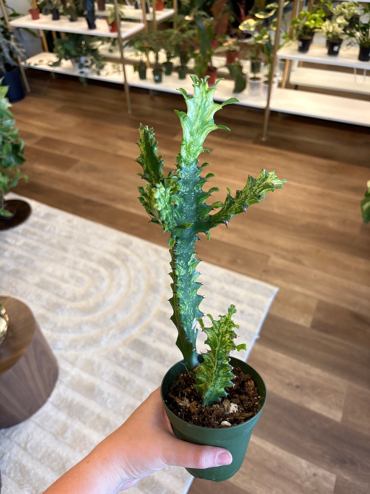Euphorbia Trigona “Mint Cream”