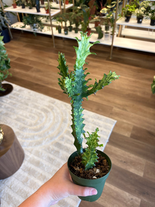 Euphorbia Trigona “Mint Cream”