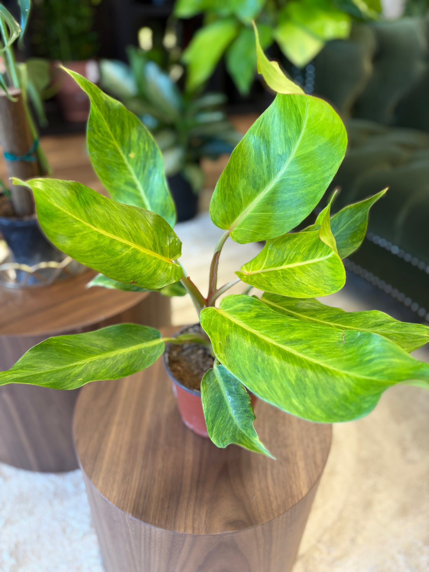 Philodendron Orange Marmalade 6"