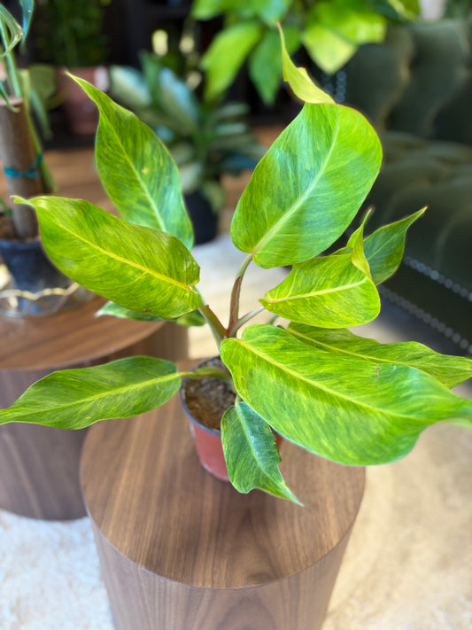 Philodendron Orange Marmalade 6"