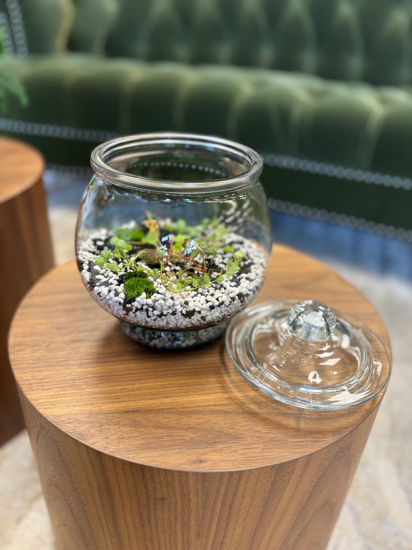 Terrarium Workshop 1/11/26