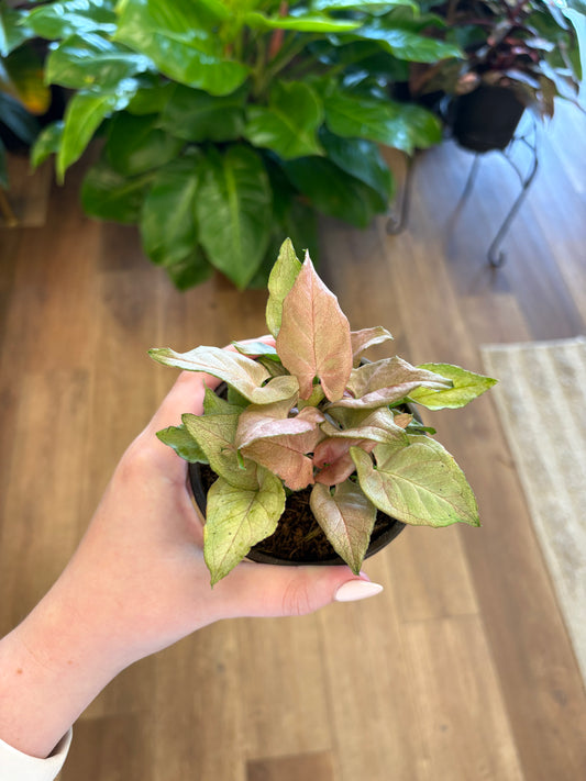 4” Syngonium Pink Perfection
