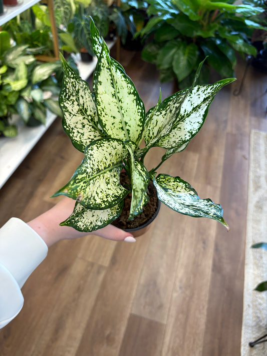 4” Aglaonema Snow White