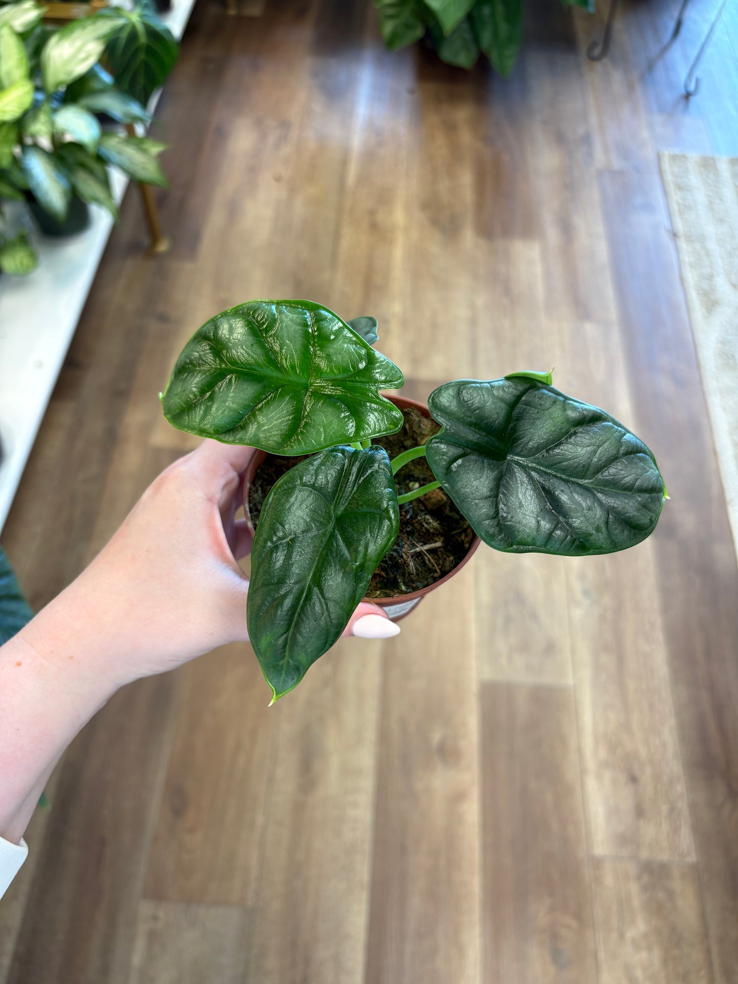 4” Alocasia Silver Dragon