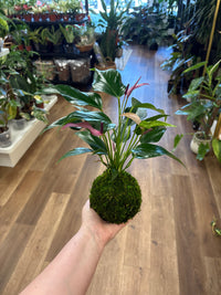 Kokedama Making Workshop