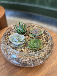 Succulent Garden Workshop
